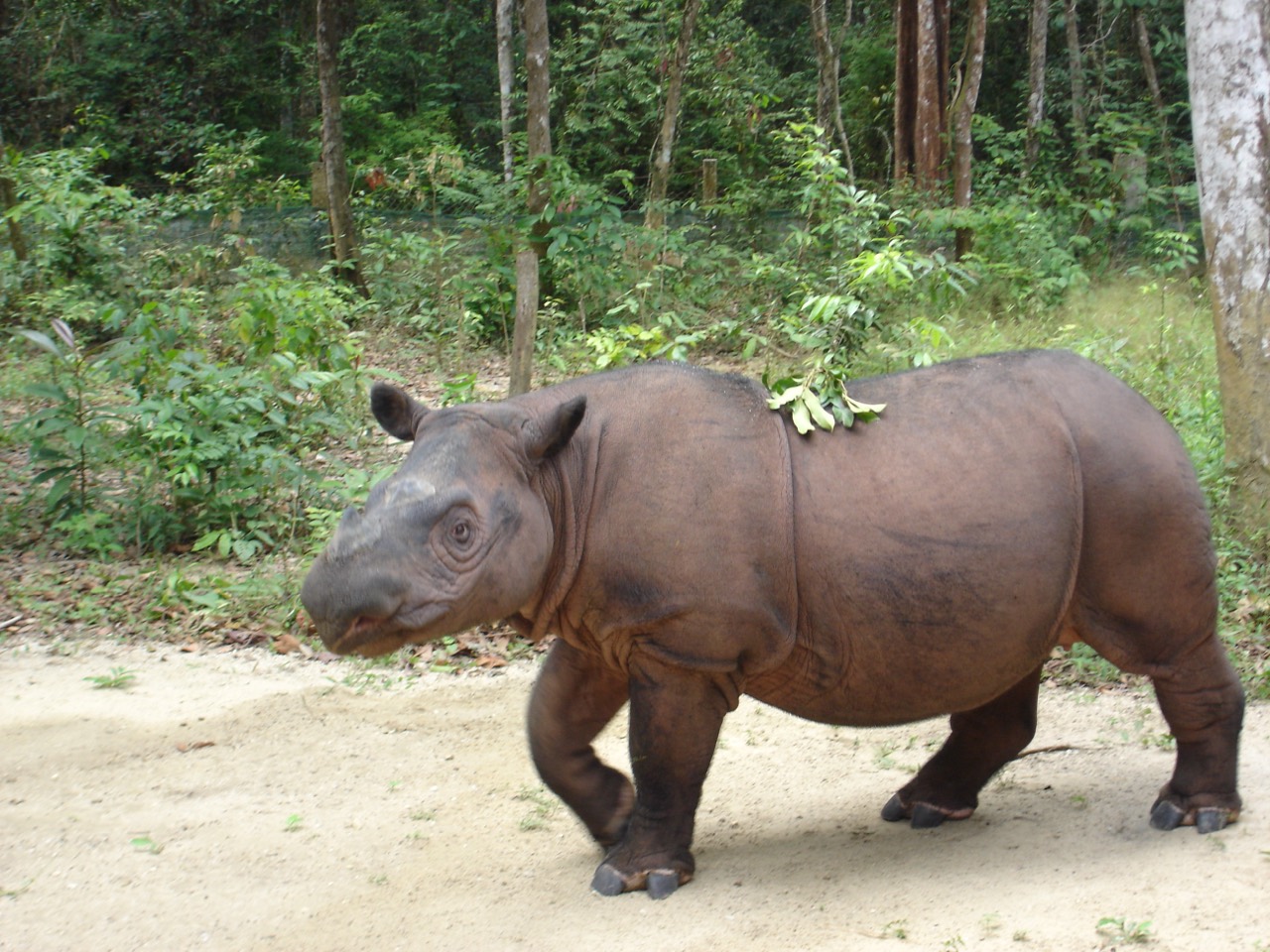 Sumatran rhinoceros in Indonesian rainforest