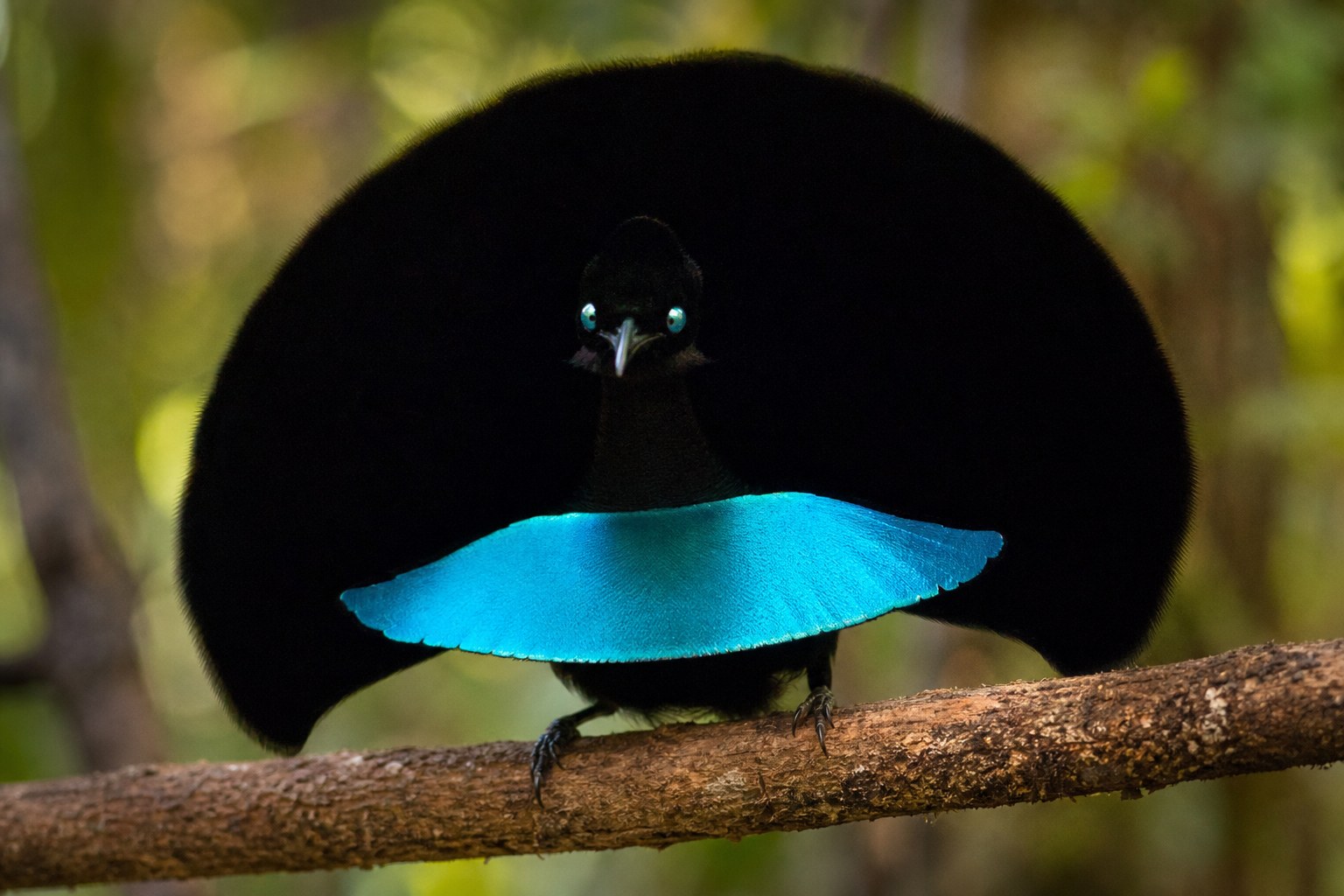 Male superb bird-of-paradise in display posture with black oval cape and iridescent blue breast shield