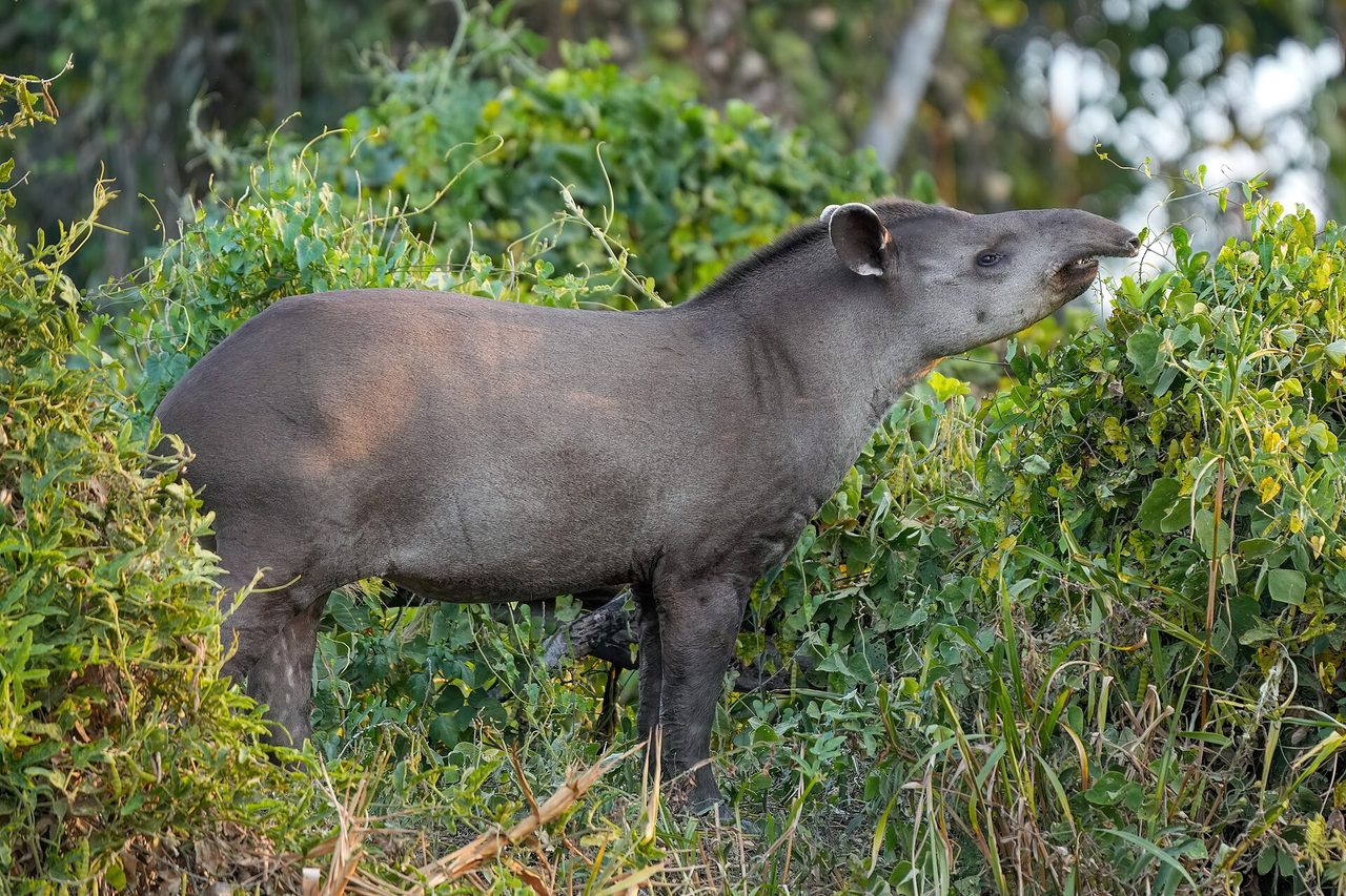 A South American tapir (Tapirus terrestris) standing among green shrubs and vegetation in Encontro das Águas State Park, Brazil, photographed in the wild with no enclosure visible