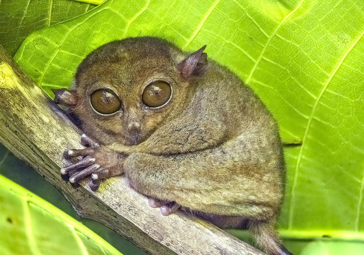 A Philippine tarsier with enormous round eyes and tiny body gripping a thin branch in tropical forest, its long fingers curled around the wood.