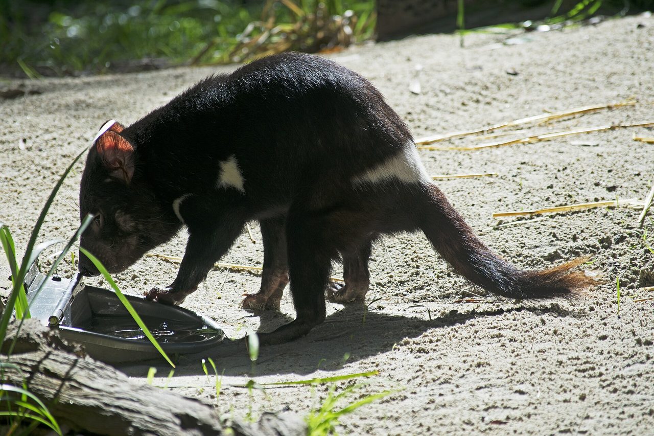 A Tasmanian devil (Sarcophilus harrisii) with characteristic black fur and white chest patch, crouching on sandy ground at Healesville Sanctuary, Australia.
