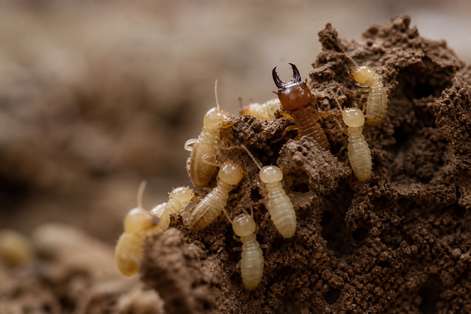 Worker termites with pale soft bodies and dark mandibles tending fungus gardens inside a mound tunnel cross-section