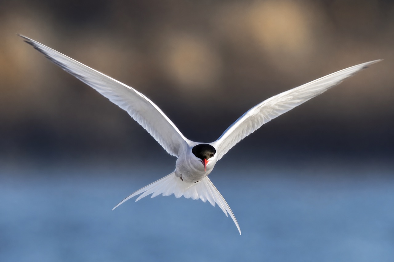 Common tern with red bill, black cap and forked tail diving toward shallow coastal water