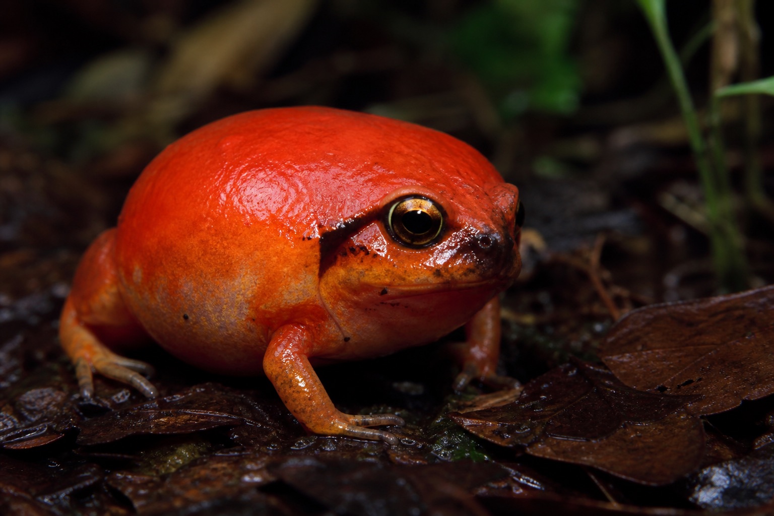 Bright red tomato frog with round body on damp leaf litter in Madagascar eastern rainforest