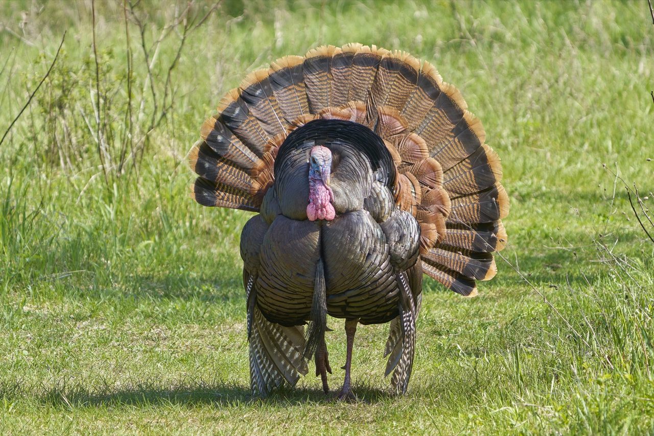 A male wild turkey (tom) in full display, fanning its broad iridescent bronze tail feathers, with a bare bluish-red head, dangling red wattle and snood, in open North American woodland.
