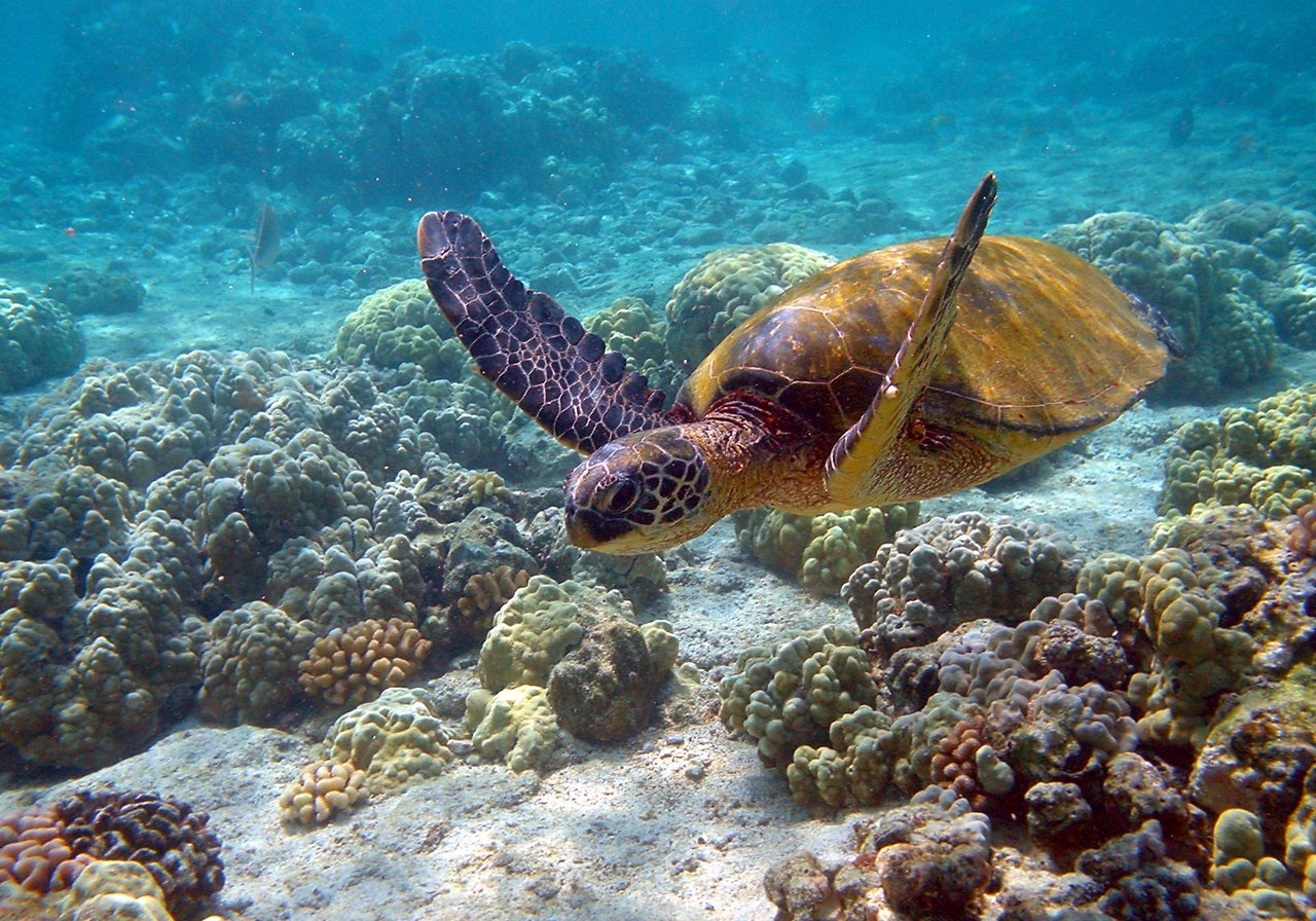 A green sea turtle gliding over a coral reef, its patterned shell and paddle-like flippers visible in clear turquoise water.