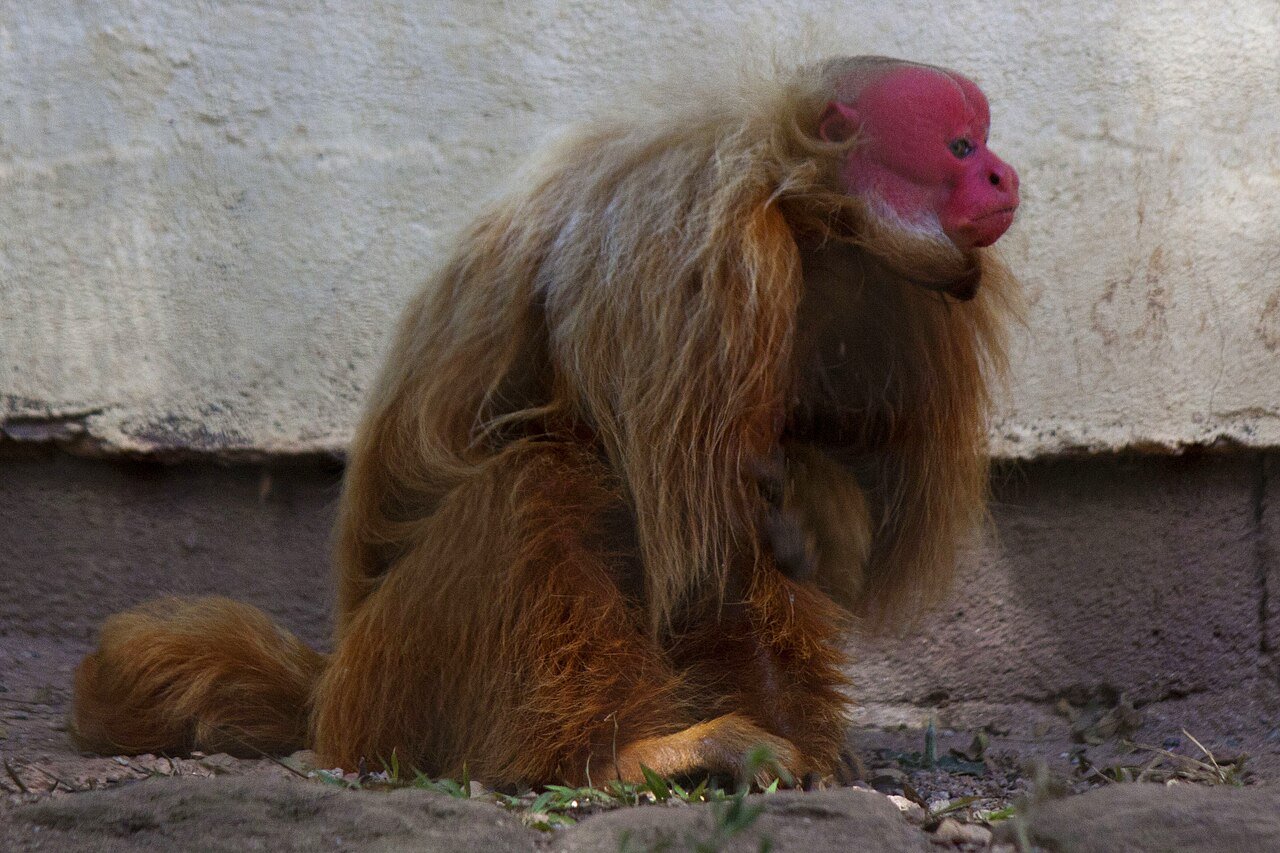 A bald uakari (Cacajao calvus) with its distinctive vivid red face and chestnut-brown shaggy fur, sitting on the ground against a pale wall.