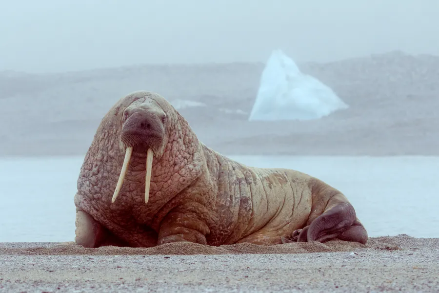 A large walrus hauled out on Arctic sea ice, its long ivory tusks and bristly whiskered snout clearly visible above a wrinkled, blubbery brown body.