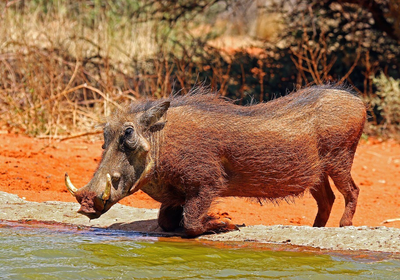 A common warthog with distinctive facial warts and upward-curving tusks kneeling to graze on short savanna grass.