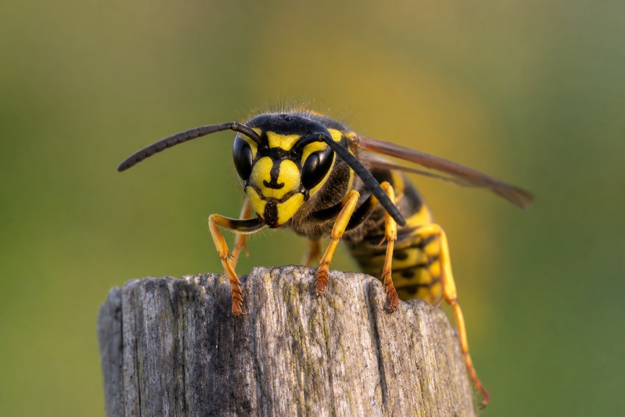 European wasp with yellow and black banding on wood