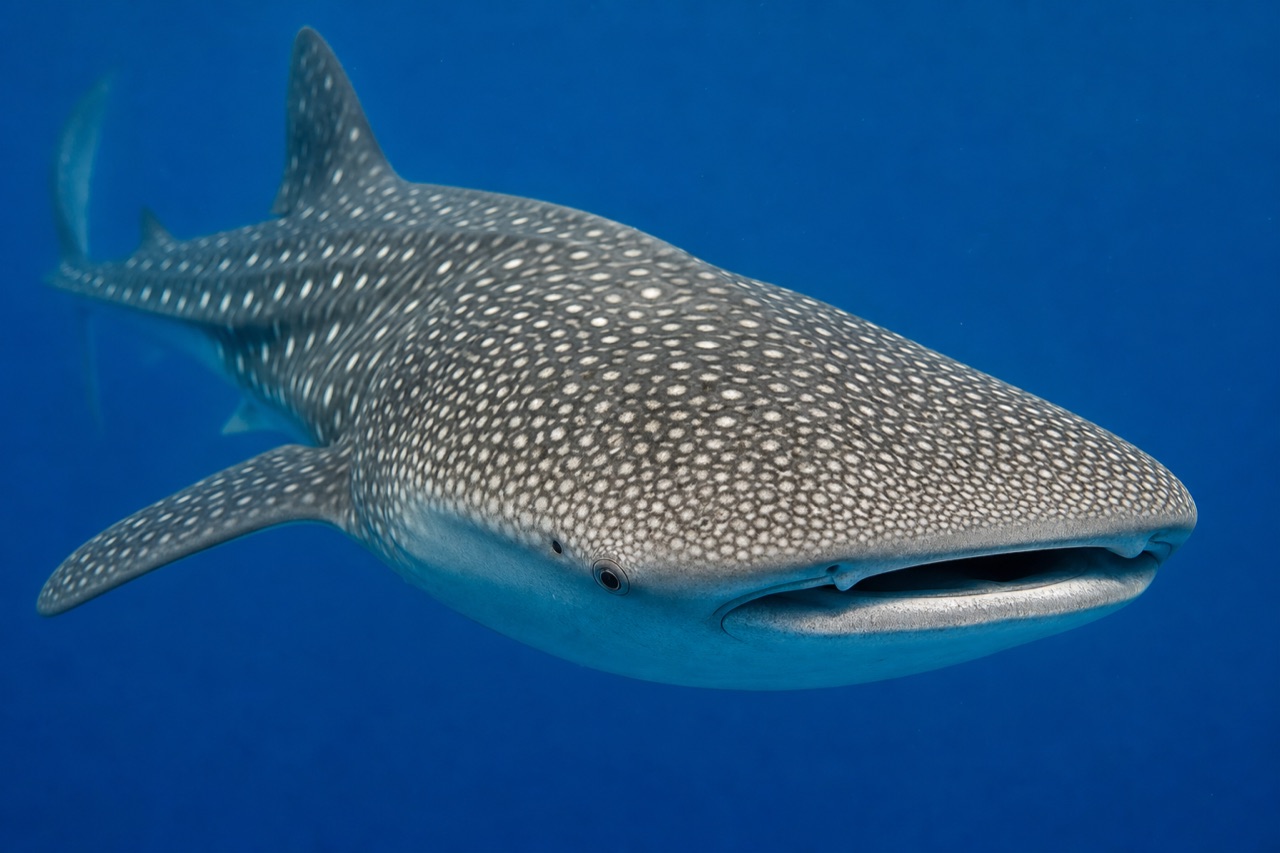 Whale shark with white checkerboard spots swimming in blue tropical water