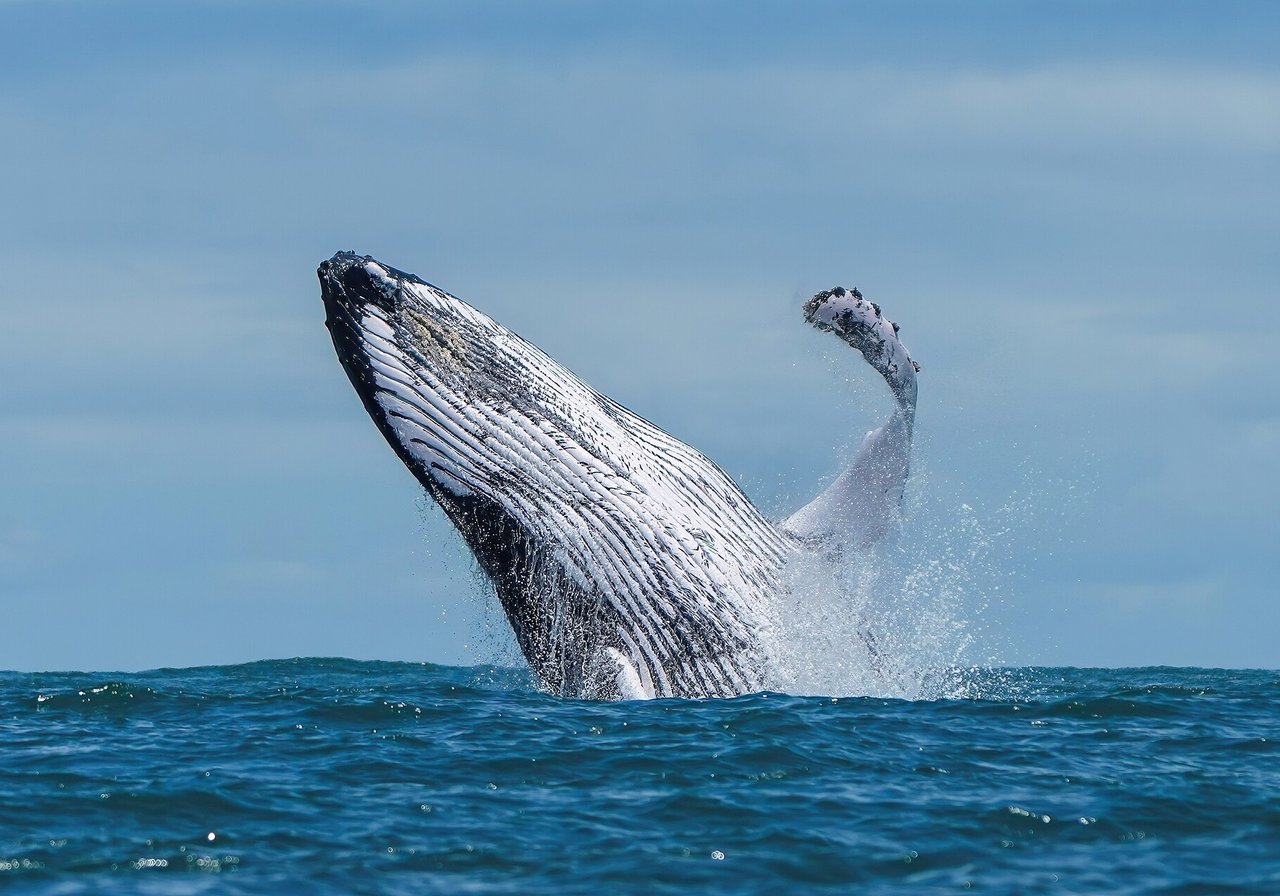 Whale — marine mammal, not a fish; breathes air and nurses young