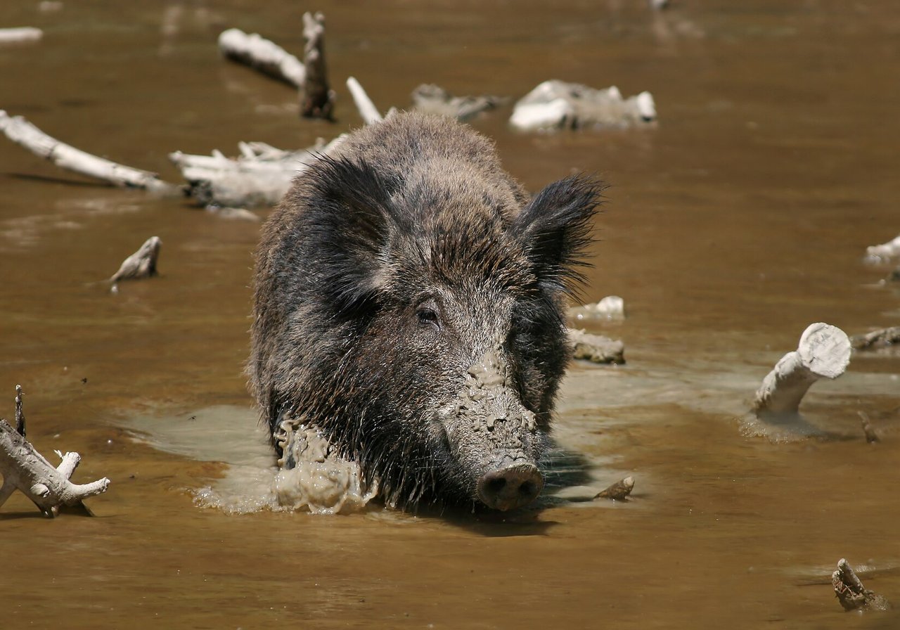 A wild boar with coarse dark bristles and sharp tusks rooting through leaf litter in a European forest.