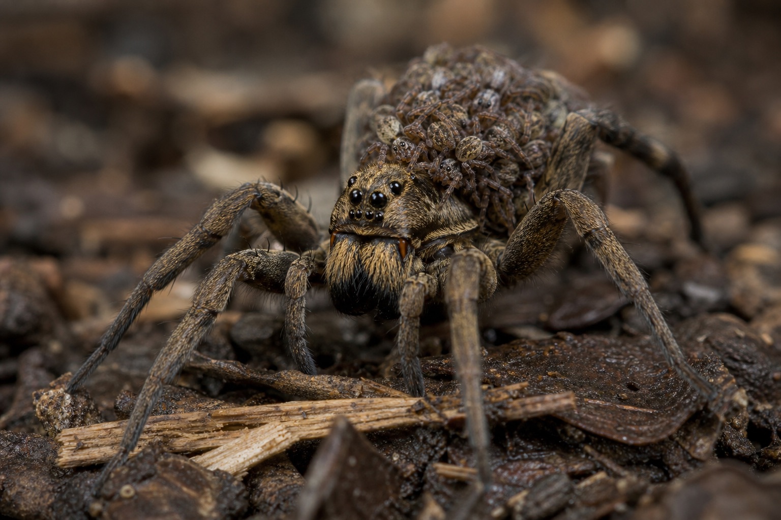 Female wolf spider carrying a round white egg sac attached to her spinnerets on sandy ground