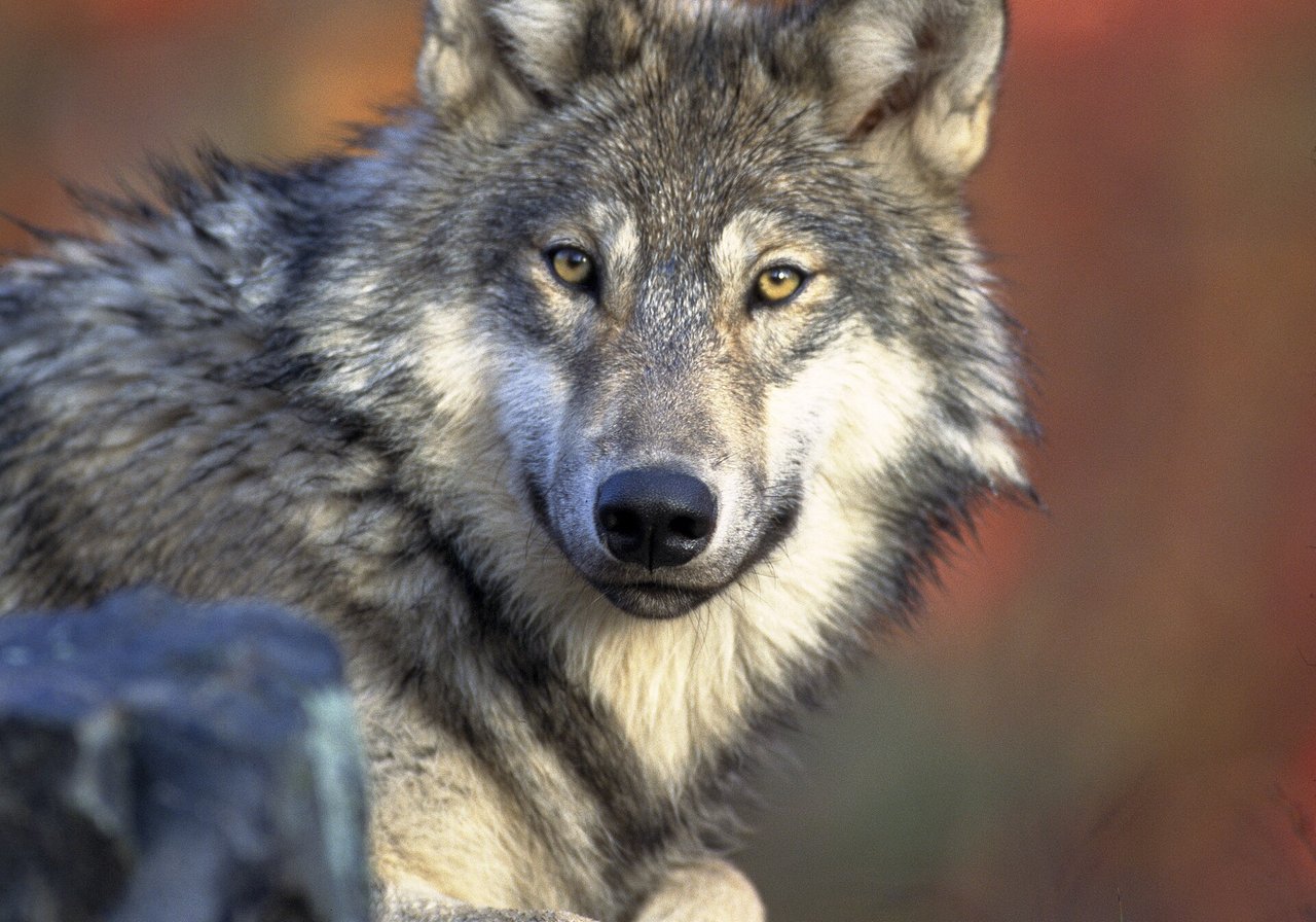 Gray wolf — large pack-hunting canid with broad snout