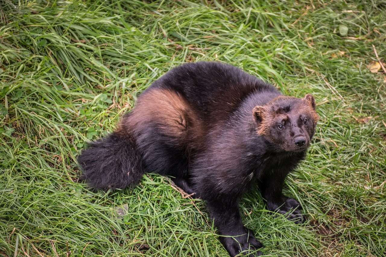 A wolverine (Gulo gulo) stands alert on green grass, its dark brown fur with tan flank stripes clearly visible, photographed in a close-up landscape shot with no enclosure surfaces in frame.