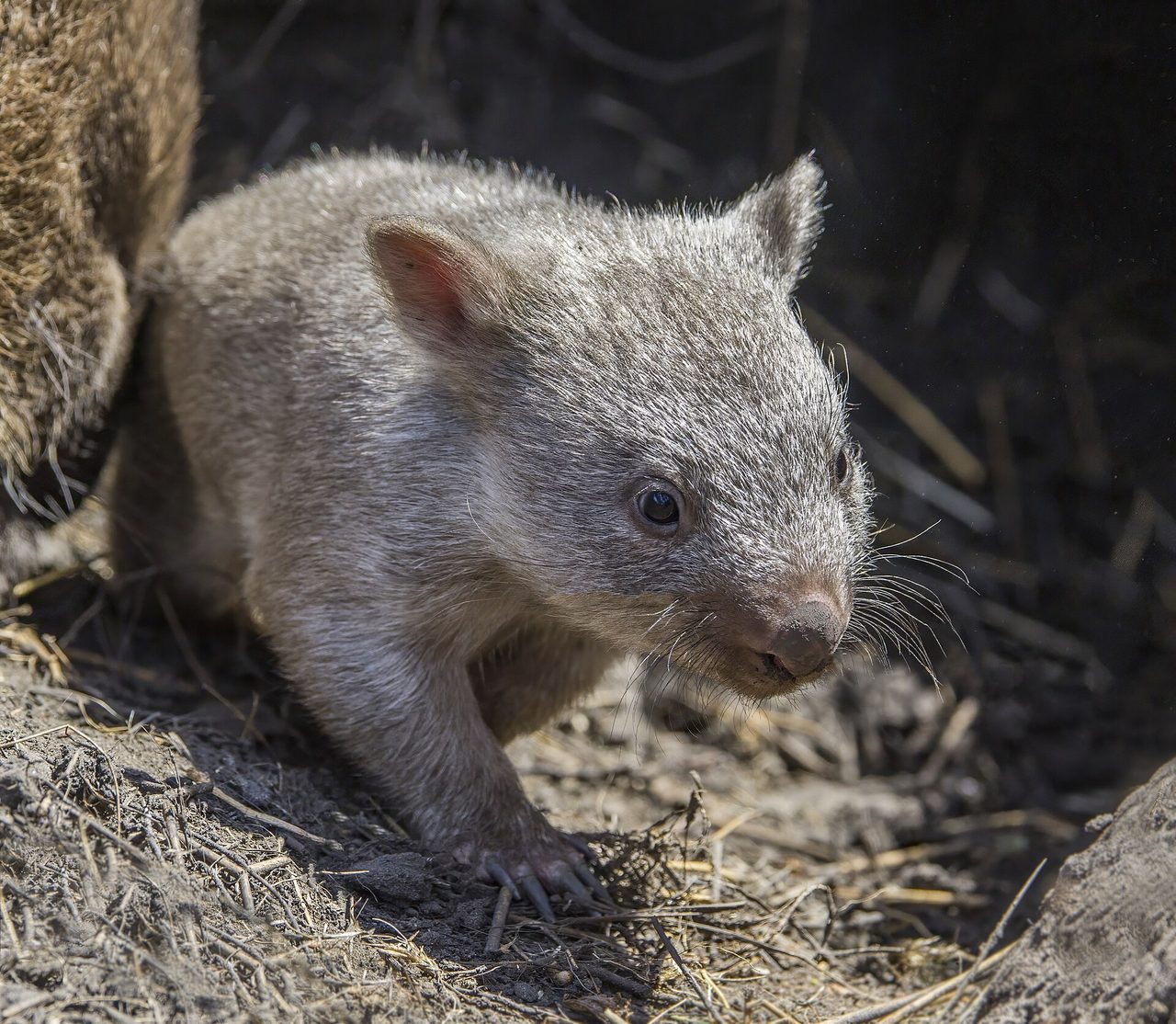 A juvenile common wombat (Vombatus ursinus tasmaniensis) crouched on dry grass and soil, showing its grey-brown fur, rounded ears, and sturdy limbs in close-up detail.
