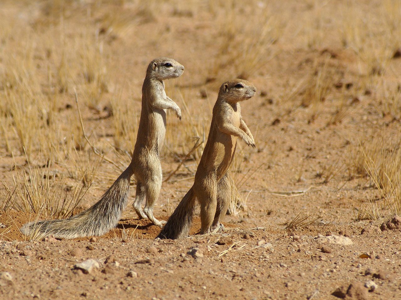 Two Cape ground squirrels (Xerus inauris) standing upright on alert in an arid sandy landscape with dry grass in the background.