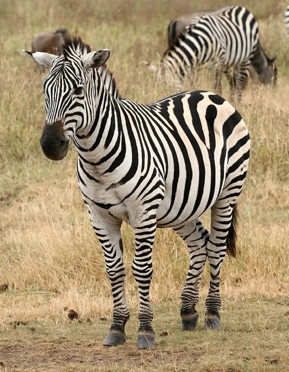 A herd of plains zebras with bold black-and-white stripes grazing on an open East African savanna, foals standing close to the adults.